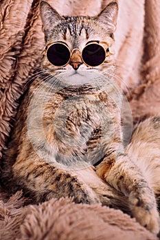 A ginger cat in sunglasses is resting on a sofa in a soft blanket.