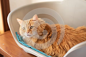 Ginger cat surprised in bed looking to the camera