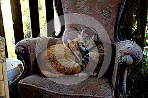 Ginger cat and tabby cat curled up on an old armchair