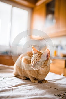 Ginger cat on the table of the kitchen