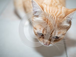 Ginger cat taken image from above