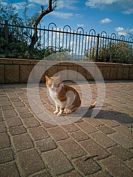 Ginger cat takes sunbathing on the promenade in Netanya