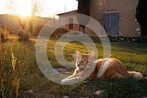 Ginger cat in Tuscany. Generative AI