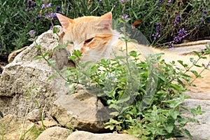 Ginger cat under the influence of catnip.