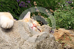 Ginger cat under the influence of catnip.