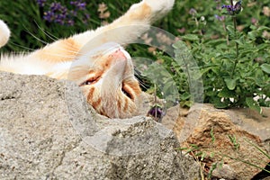 Ginger cat under the influence of catnip.