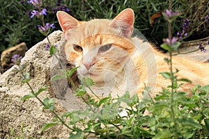 Ginger cat under the influence of catnip.