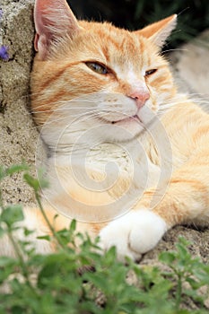 Ginger cat under the influence of catnip.