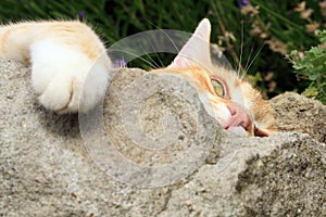 Ginger cat under the influence of catnip.