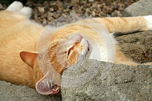 Ginger cat under the influence of catnip.