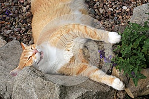 Ginger cat under the influence of catnip.