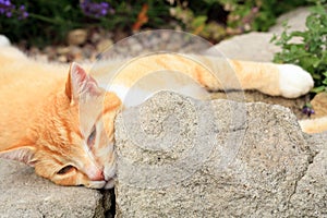 Ginger cat under the influence of catnip.