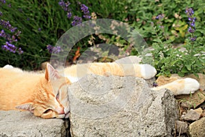 Ginger cat under the influence of catnip.