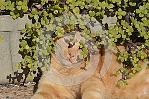 Ginger cat under portulacaria afra plant