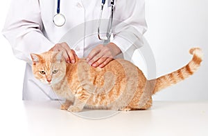 Ginger cat with veterinarian doctor.