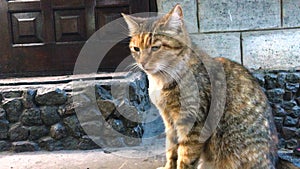 Ginger cat walk sitting courtyard