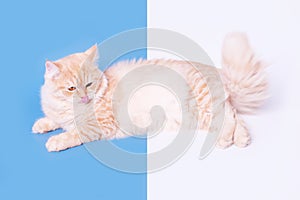 Ginger cat washes and licks its paw on blue and white background.