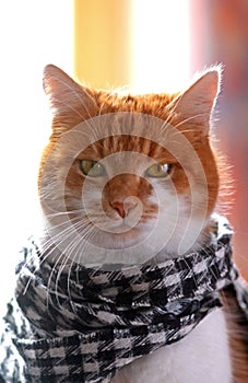 Ginger cat wearing a black and white checked scarf