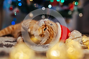 Ginger cat wears Santa`s hat under Christmas tree playing with lights and ball. Christmas and New year concept