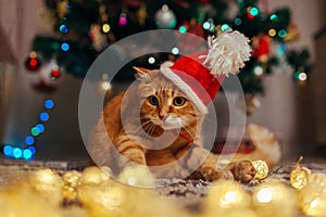Ginger cat wears Santa`s hat under Christmas tree playing with lights. Christmas and New year concept