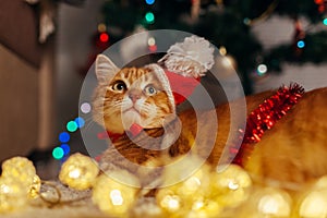 Ginger cat wears Santa`s hat under Christmas tree playing with lights. Christmas and New year concept