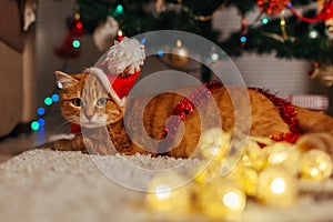 Ginger cat wears Santa`s hat under Christmas tree playing with lights at home. Christmas and New year concept