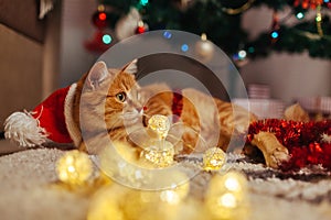 Ginger cat wears Santa's hat under Christmas tree playing with lights. Christmas and New year concept