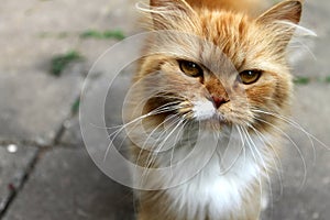 Ginger cat whiskers fluffy cute soft