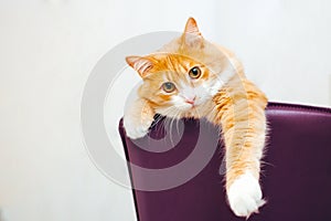 Ginger cat at white background stick out his paw from purple chair