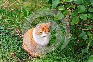 A ginger cat with a white chest sitting in the bushes.