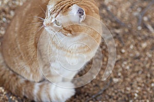 Ginger cat with white stripes sits on sawdust in rural yard, pet life in village