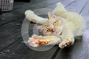 Ginger cat on the wooden floor