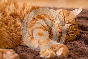 Ginger cat on wooden floor