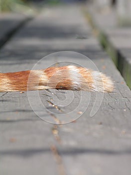 Ginger cats tail