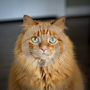 Ginger colored cat staring at viewer