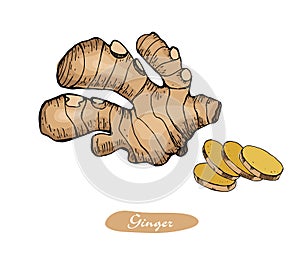 Ginger colorful hand drawn vector illustration.Detailed retro style sketch.Kitchen herbal spice and food ingredient.Root