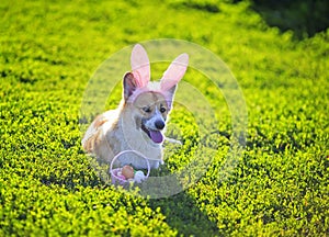 ginger Corgi dog puppy lies on green meadow in pink Bunny ears with basket Easter eggs