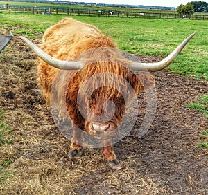 Ginger cow