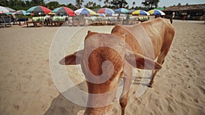 Ginger cow on arambol beach in Goa. India.
