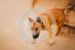 A ginger cute Bull Terrier standing on a sandy beach near the sea on a summer day. Relaxation and nature