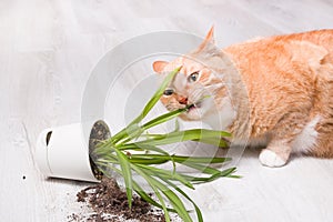 Ginger cute fluffy cat nibbles a fallen green plant in a pot, light wooden floor, soil fell out of the pot