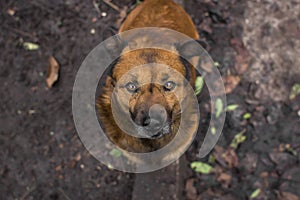 The red dog looks up at the owner