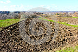 Ginger dog on a chain