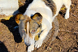 Ginger dog on a chain