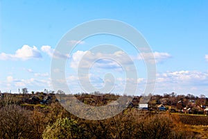 Ginger dog on a chain