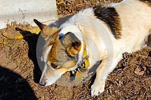 Ginger dog on a chain