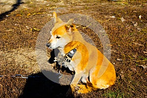 Ginger dog on a chain