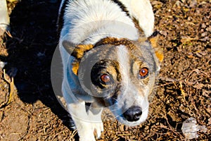 Ginger dog on a chain