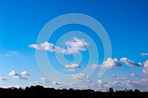 Ginger dog on a chain