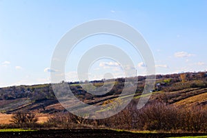 Ginger dog on a chain